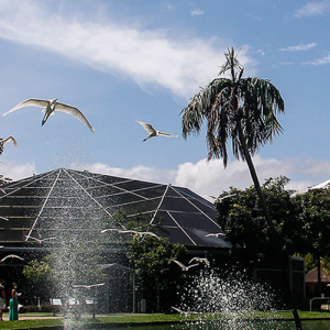 Estação, Mangal e Parque Estadual do Utinga estarão abertos no feriado de  Corpus Christi (30)