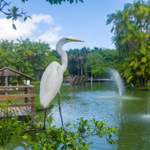 Estação, Mangal e Parque do Utinga abrem ao público no feriado de 15 de Agosto