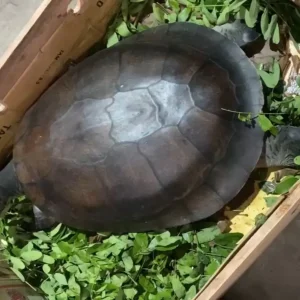 Tartarugas do Mangal das Garças ganham novo lar em São Paulo