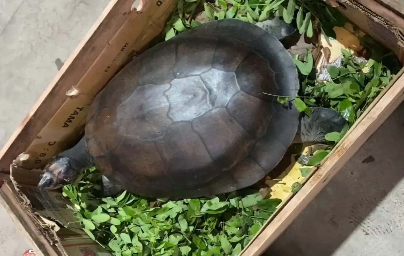 Leia mais sobre o artigo Tartarugas do Mangal das Garças ganham novo lar em São Paulo
