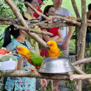 Animais do Mangal das Garças recebem alimentos gelados durante o verão amazônico