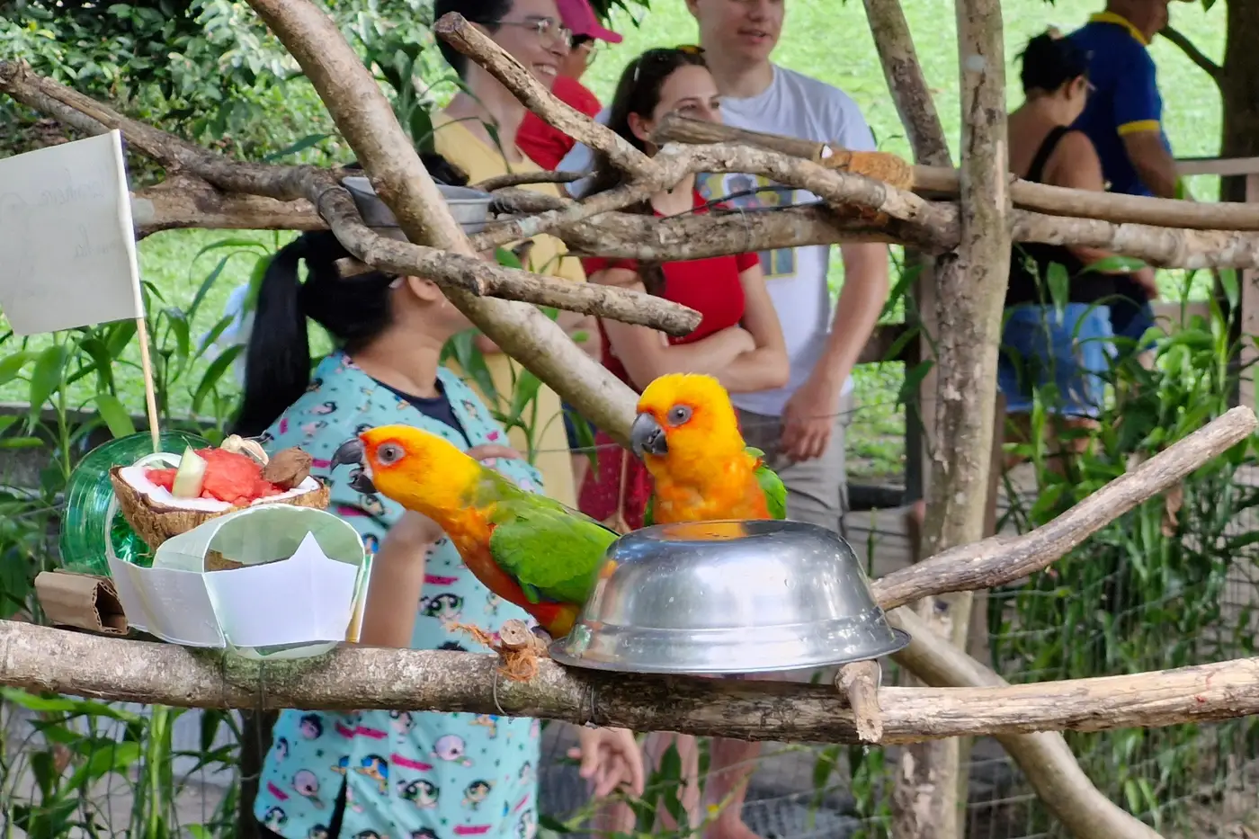 Leia mais sobre o artigo Animais do Mangal das Garças recebem alimentos gelados durante o verão amazônico