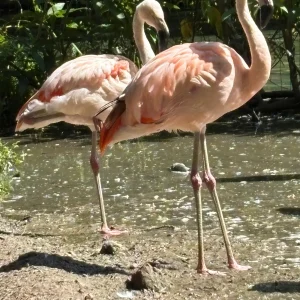 Novos flamingos chegam ao Mangal das Garças para reforçar bando e incentivar reprodução