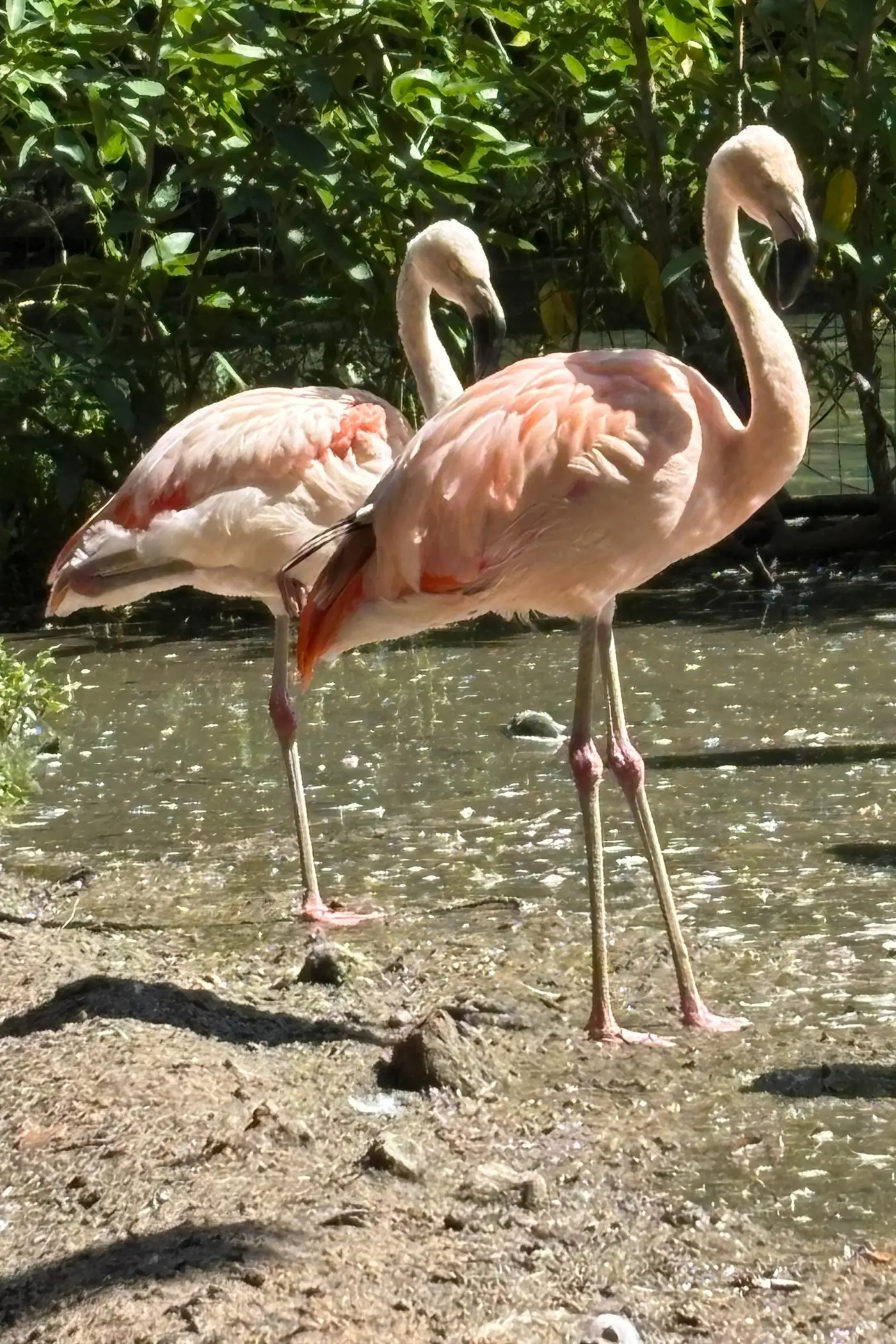Leia mais sobre o artigo Novos flamingos chegam ao Mangal das Garças para reforçar bando e incentivar reprodução