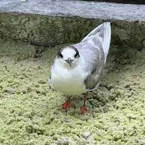 Ave migratória resgatada em Belém retorna à natureza após recuperação no Mangal das Garças