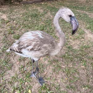 Mangal das Garças convida o público para manhã de atividades com filhote de flamingo e oficina criativa