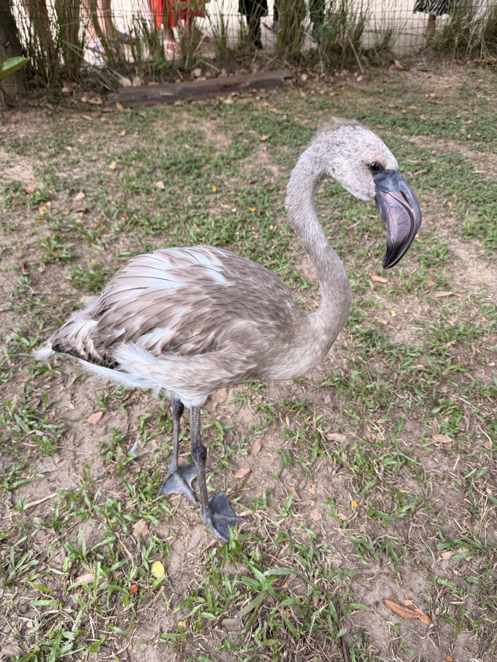 No momento, você está visualizando Mangal das Garças convida o público para manhã de atividades com filhote de flamingo e oficina criativa