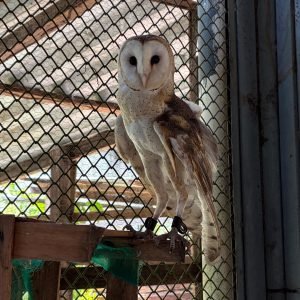 Mangal das Garças ganha nova coruja que passa a integrar a diversidade da fauna local